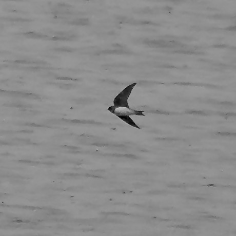 sand martin